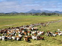 Marlborough - Tourism Caloundra