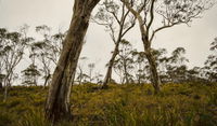 Mountaineer-Glowang trail - Lightning Ridge Tourism