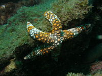 Mudjimba Old Woman Island Dive Site - Tourism Adelaide