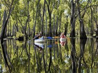 Murray River canoe trails - Accommodation Coffs Harbour