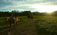Scenic NSW Horse Riding Centre - Palm Beach Accommodation