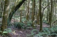 Summit Walking Track Mount Hyland Nature Reserve - Accommodation Sunshine Coast