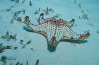 The Pines Dive Site - Accommodation Airlie Beach