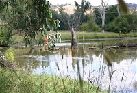 Tumut Wetlands - Accommodation in Bendigo