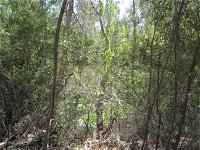 Wangaratta Common Nature Conservation Reserve - Accommodation Ballina