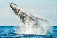 Premier Whale Watching Byron Bay - New South Wales Tourism 