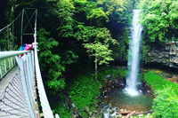 Rainforest  Waterfall Experience - Tourism Noosa