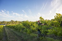 Mclaren Vale - Accommodation Mermaid Beach