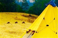 Blue Mountains Into The Wild Overnight Camping 4WD Off Road Wilderness Adventure - Accommodation BNB