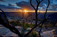 Ultimate Blue Mountains and Wildlife Tour - Redcliffe Tourism