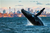 Whales of Sydney Safari - Accommodation Rockhampton