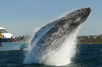 2hr Explorer Cruise - Sydney's best value whale watching cruise - Accommodation Rockhampton