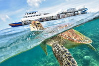 Outer Reef Pontoon Experience from Cairns - Accommodation Australia