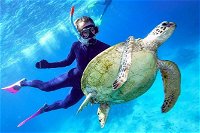 Great Barrier Reef Day Cruise from Cairns Including Snorkeling and Marine Biologist Presentation - Accommodation Australia