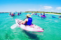 Half Day Dolphin Kayaking and Snorkeling Tour - Accommodation Daintree