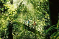 Gold Coast Lamington National Park and Tamborine Mountain 4WD Ecotour - Accommodation Daintree