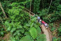 Daintree Rainforest Cape Tribulation and Bloomfield Track Small Group Tour - Whitsundays Tourism