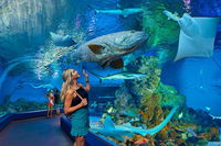 Cairns Aquarium Admission Ticket - Lightning Ridge Tourism