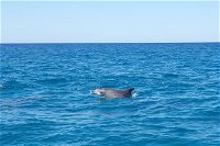 Noosa Wild Dolphin Safari - Accommodation Newcastle