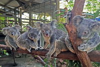 Skip the Line Kuranda Rainforestation Nature Park Ticket - Lightning Ridge Tourism