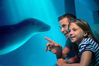 SEA LIFE Sunshine Coast Aquarium Entrance Ticket - Carnarvon Accommodation