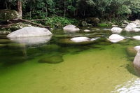 Afternoon Half-Day Daintree Rainforest and River Tour - VIC Tourism