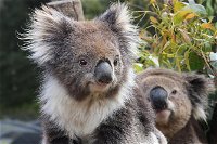 Kuranda Koala Gardens and Birdworld Admission Tickets - Carnarvon Accommodation
