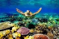 3-Day Best of Cairns Combo The Daintree Rainforest Great Barrier Reef and Kuranda - Carnarvon Accommodation