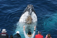 Whale Watching Tour in Gold Coast - Tourism Caloundra