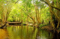 Private Half Day Tour Exclusive World Heritage Rainforest and Waterfall Tour from Cairns - Carnarvon Accommodation