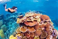 6-Day Best of Cairns Including the Great Barrier Reef Kuranda and the Daintree Rainforest - Tourism Brisbane