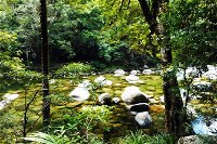 Cairns Daintree Rainforest and Cape Tribulation 2-Day Tour - Accommodation Find