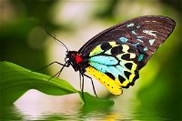 Australian Butterfly Sanctuary - Tourism Canberra