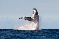Private whale watching - Newcastle Accommodation