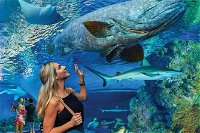 Cairns Aquarium Family Tickets - Accommodation Whitsundays