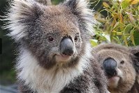 Kuranda Koala Gardens General Entry Ticket - Accommodation Whitsundays