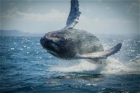 2-Hour Guided Whale Watching Tour at Noosa - Lightning Ridge Tourism