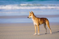 Fraser Island 4WD Tour from Rainbow Beach