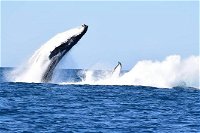 Noosa Whale Watching - QLD Tourism