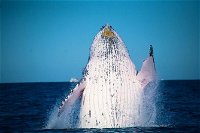 Whale Watching Cruise from Mooloolaba - QLD Tourism