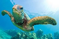 Guided Snorkel with Fish Tour at Cook Island Aquatic Reserve - Accommodation Sunshine Coast