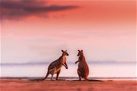Wildlife Tour - Kangaroos on the Beach at Sunrise - WA Accommodation
