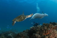 Gold Coast Try-Scuba Experience at Cook Island Aquatic Reserve - Newcastle Accommodation