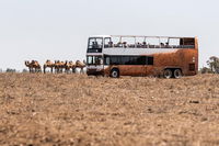 Nogo Station Experience - Lightning Ridge Tourism