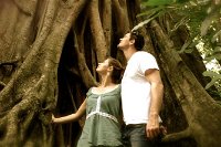Daintree and Cape Tribulation Full Day Guided Tour - Accommodation Kalgoorlie