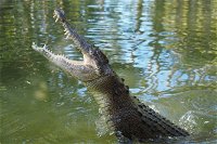 The adventure begins at Hartley's the best crocodile show in Australia - Taree Accommodation