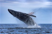 Whale Watching - New South Wales Tourism 