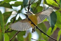 Birdwatching and Wildlife Noosa Biosphere Full-Day Experience - Northern Rivers Accommodation