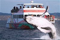 Half-Day Whale Watching in Urangan - Redcliffe Tourism