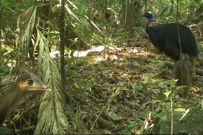 Bamboo QLD Tourism Search